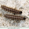 euphydryas aurinia2 larva3 chonkatau1